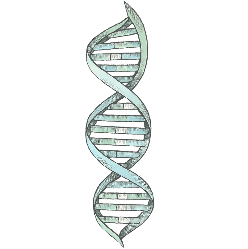 fdn